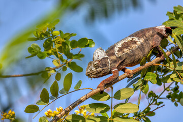 Malagasy giant chameleon or Oustalet's chameleon (Furcifer oustaleti), large species of endemic chameleon, Miandrivazo. Madagascar wildlife animal