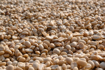 Drying coffee at Doi Chang, Chiang Rai