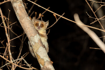 Cute small nocturnal Madame Berthe's mouse lemur (Microcebus berthae). Endangered species of nocturnal lemur hanged on tree trunk in natural habitat. Kirindy Forest. Madagascar wildlife animal.