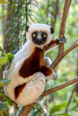 Beautiful Coquerel's sifaka lemur, (Propithecus coquereli). Endangered endemic animal sitting on tree trunk in natural habitat. Reserve Peyrieras Madagascar Exotic, Madagascar wildlife animal.