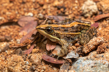 Mascarene grass frog (Ptychadena mascareniensis), or Mascarene ridged frog, endemic species of frog...
