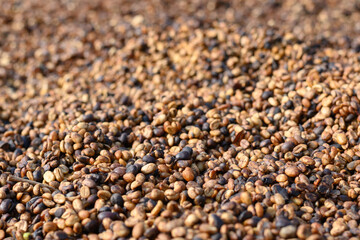 Drying coffee at Doi Chang, Chiang Rai