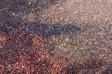 Drying coffee at Doi Chang, Chiang Rai