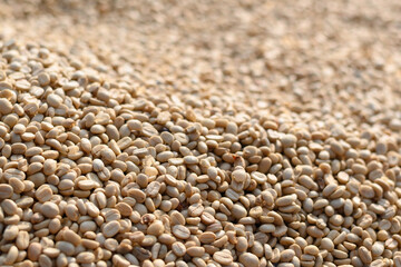 Obraz premium Dry Arabica Coffee