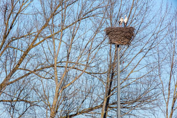Pair of white storks in the nest during winter. Ciconia ciconia.