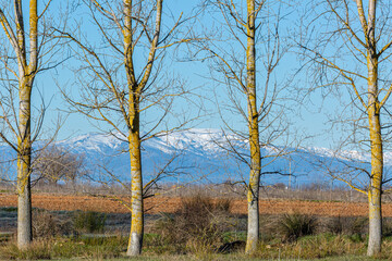 Canadian poplar trees and Monte Teleno with winter snow in the background, El Páramo, León, Spain.