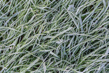 Detail of frozen and frosty grass in winter.