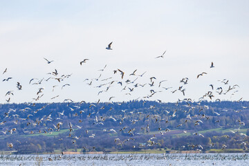 Flock of Black headed gulls flying above a lake