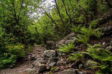 Grüner Waldweg Wanderweg mit Wurzeln Farn