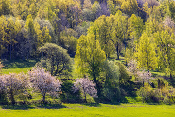 Obraz premium Spring green trees on a hillside