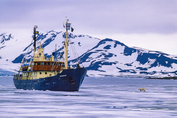 Tourist ship in a icy fjord with a Polar bear at Svalbard