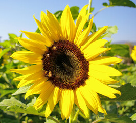 Fototapeta premium Sunflower blossom with blue sky background