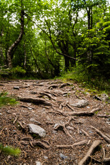 Grüner Waldweg Wanderweg mit Wurzeln Farn