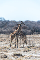 Two Angolan Giraffe - Giraffa giraffa angolensis- standing on the planes of Etosha National Park, Namibia.
