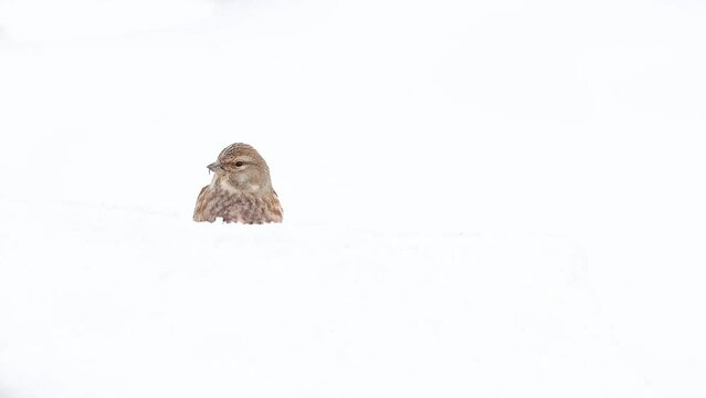 Winter in the Alps mountains, the common linnet female on snow (Linaria cannabina)