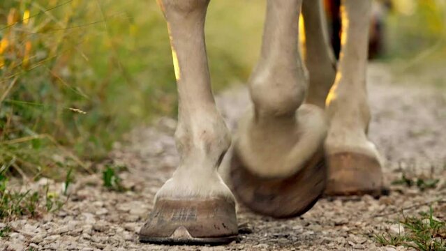 closeup of horse hooves walking in country road with gravel