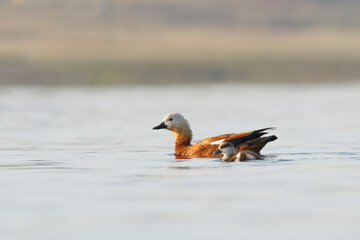 walking with her cubs in the lake Tadorna ferruginea