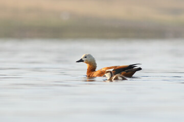 walking with her cubs in the lake Tadorna ferruginea