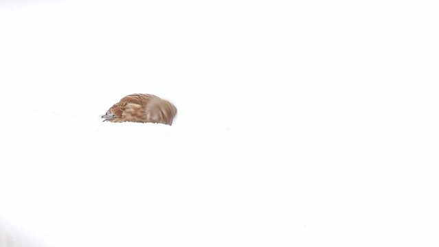 Common linnet on snow eats seeds and fly away (Linaria cannabina)