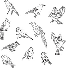 pack of outline birds vector illustration isolated in white background