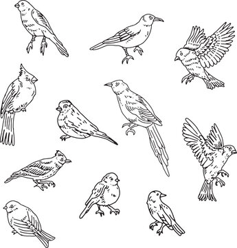 pack of outline birds vector illustration isolated in white background