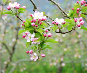 Apfelblüte in weiß und rosa in Südtirol - Hintergrund und Textur - Apfelbaumblüte - Apfelbaumblüten	
