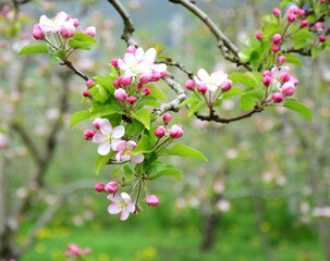 Apfelbäume in Blüte - Streuobstwiese	