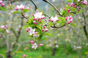 Apfelbäume in Blüte - Streuobstwiese	