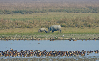 Adult female and calf rhinoceros grazing beside a water body with migratory birds in the wetlands...