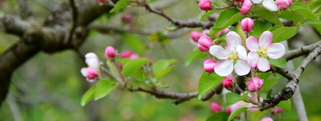 Fototapeta na wymiar Apfelblüte in weiß und rosa in Südtirol - Hintergrund und Textur - Apfelbaumblüte - Apfelbaumblüten 