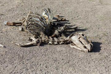 remains of animals felled by the drought