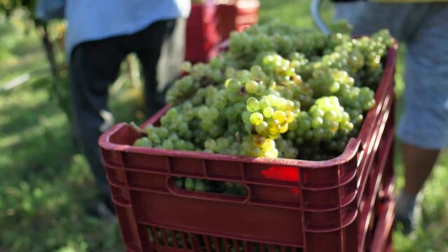 man carrying red cart with grapes in vineyard duting harvest