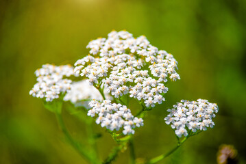 Yarrow flowers on a green natural background