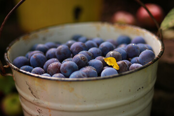 plums in a bucket. fresh harvest