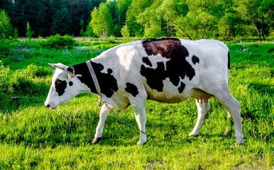 Naklejka na ściany i meble A cow is grazing in a meadow 
