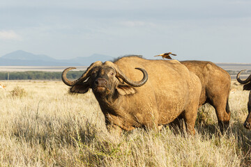 Cape buffalo grazing on the savanah