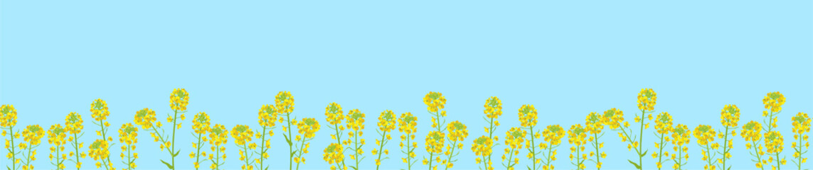 一列に並んだナノハナの背景素材（青）