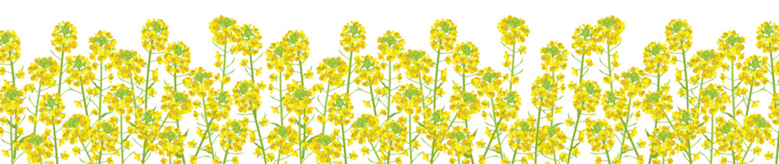 密集したナノハナの背景素材（透明）
