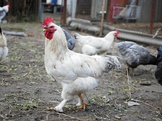 Domestic gray rooster walks, looking for food in rural yard