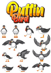 Set of puffin bird cartoon character in different poses