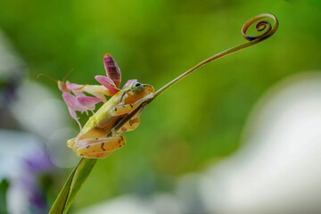 yellow forg on a flower