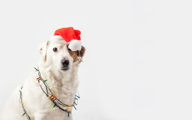 Portrait of a dog in a Santa hat and Christmas tree garland. The dog is a Christmas tree. Concept of the New Year and Christmas. Funny animals.