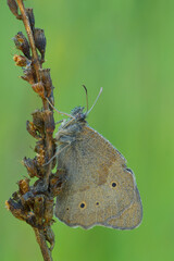 butterfly on leaf