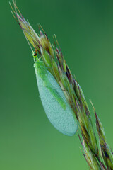 lacewing sits on a plant green background
