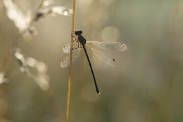 dragonfly on a blade of grass