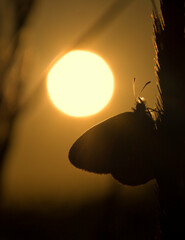 butterfly sunset summer day