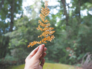 hand holding dry fern leaf over forest blur background.