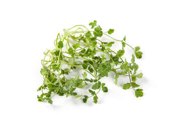 Obraz premium Fresh coriander or Chinese parsley isolated on white background.