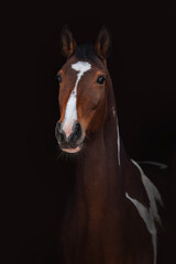 Fototapeta na wymiar Portrait of Dutch warmblood horse isolated on black background
