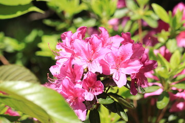庭に咲くピンク色のツツジ